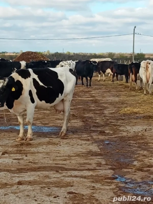 viței  sugari si adulți