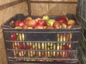 Vindem mere golden, jonathan, idared, florina