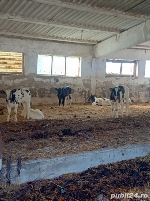 viței  sugari si adulți  - imagine 2