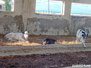 viței  sugari si adulți  - imagine 3