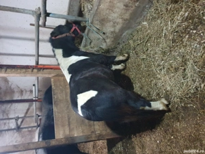 ponei de vanzare - imagine 5 ponei de vanzare - imagine 5