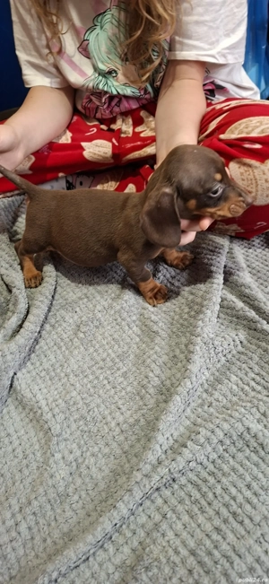 Teckel ciocolatiu - imagine 2 Teckel ciocolatiu - imagine 2