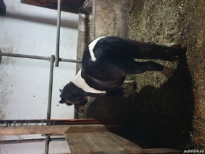 ponei de vanzare - imagine 3 ponei de vanzare - imagine 3