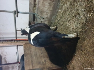 ponei de vanzare - imagine 4 ponei de vanzare - imagine 4