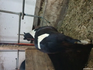 ponei de vanzare - imagine 2 ponei de vanzare - imagine 2