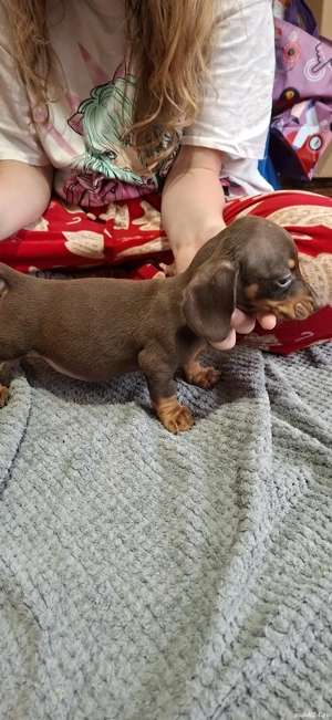 Teckel ciocolatiu - imagine 3 Teckel ciocolatiu - imagine 3