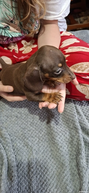 Teckel ciocolatiu - imagine 5 Teckel ciocolatiu - imagine 5