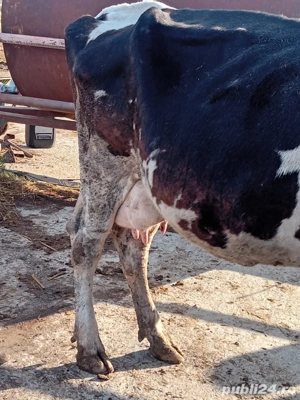 vacă holștain  - imagine 2 vacă holștain  - imagine 2