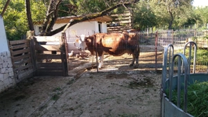 Vand vaca si doua magarite  cu pui 