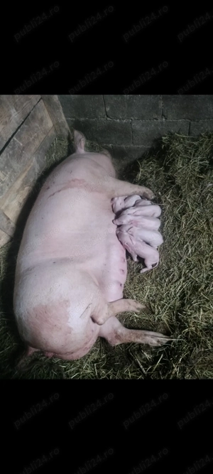 Vând scroafa cu purcei 