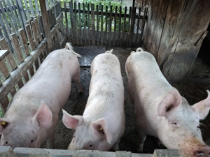 Porci marele alb aproximativ 150 kg