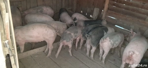 Vând porci grăsuni rasă bună - imagine 3