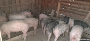 Vând porci grăsuni rasă bună - imagine 4