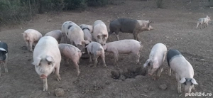 Vând porci grăsuni rasă bună