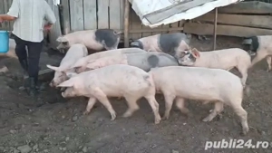 Vând porci grăsuni rasă bună - imagine 2