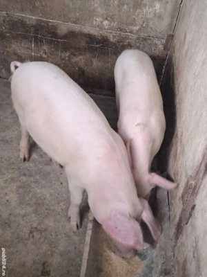 vind grostei 40-45 kg - imagine 2