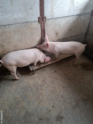 vind grostei 40-45 kg - imagine 4