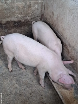 vind grostei 40-45 kg - imagine 5