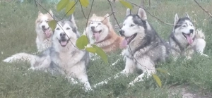 Vand pui husky siberian