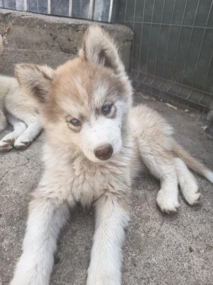 Vand pui husky siberian - imagine 3