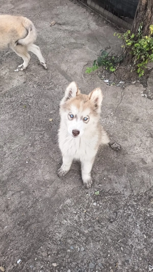 Vand pui husky siberian - imagine 2