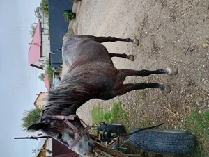 Iapa de vânzare bună de ham