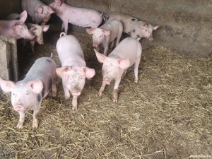 vand purcei, soldani - imagine 2