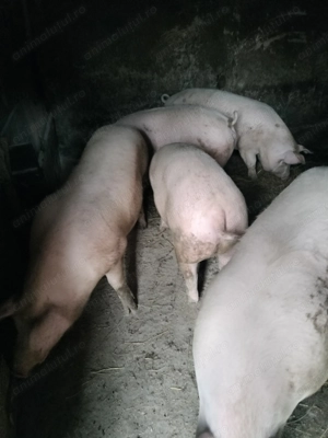 Porci de vânzare 