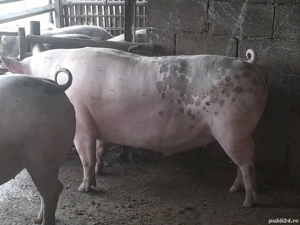 porci 350 kg 380 kg - imagine 2