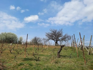 Teren intravilan - Paleu, Bihor - imagine 2