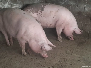 porci 350 kg  - imagine 2