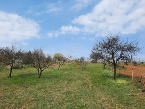 Teren intravilan - Paleu, Bihor - imagine 4