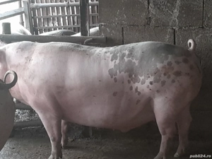 porci 350 kg 