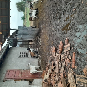 vand capre - imagine 2