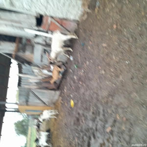 vand capre - imagine 3