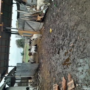 vand capre - imagine 4