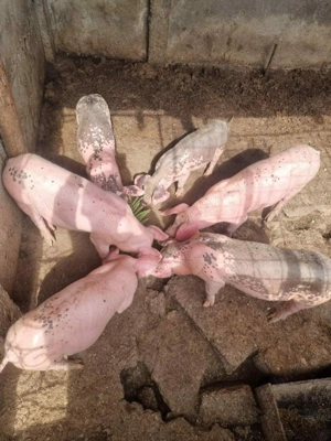 De vânzare! Mai multe detalii la telefon 