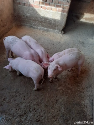 Vând purcei  - imagine 2