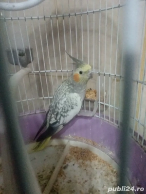 papagal Ninfa si Perus  - imagine 2