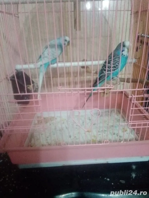 papagal Ninfa si Perus 