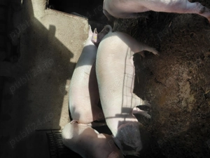 Vând porci  - imagine 4 Vând porci  - imagine 4