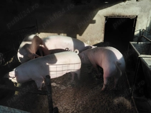 Vând porci  - imagine 3 Vând porci  - imagine 3