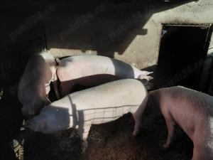 Vând porci  - imagine 2 Vând porci  - imagine 2