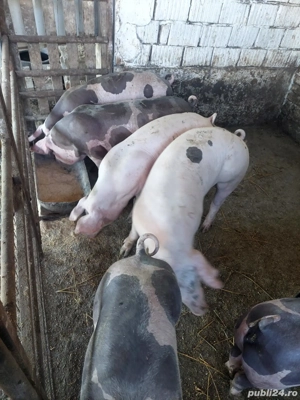 Vand porci 15lei - imagine 3 Vand porci 15lei - imagine 3