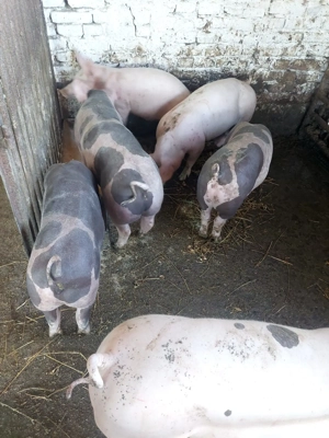 Vand porci 15lei - imagine 2 Vand porci 15lei - imagine 2