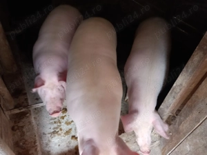 Porci grași spre vinzare.