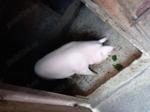 Porci grași spre vinzare. - imagine 2