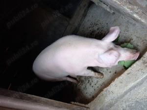 Porci grași spre vinzare. - imagine 4