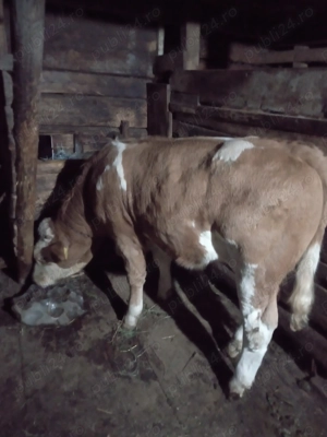 Vițel de vânzare  - imagine 3