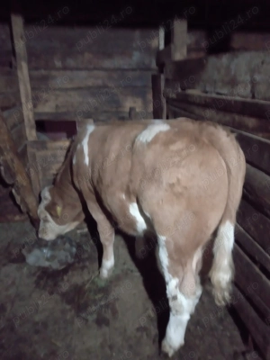 Vițel de vânzare  - imagine 2